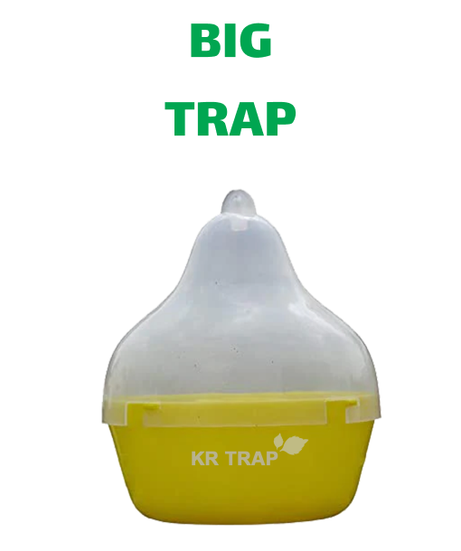insect-fly-trap