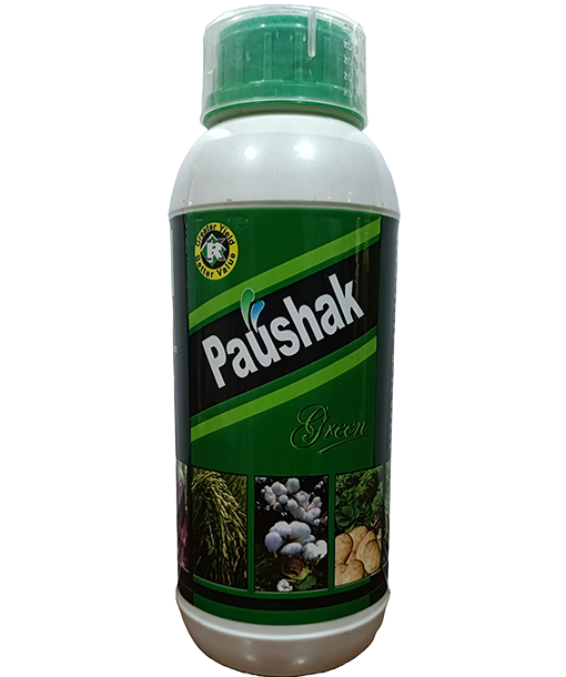 paushak-green